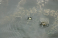 Vallisneria spiralis